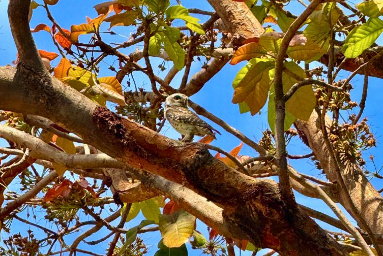 Spotted owl perched on a tree at the nature-friendly resort near Ahmedabad