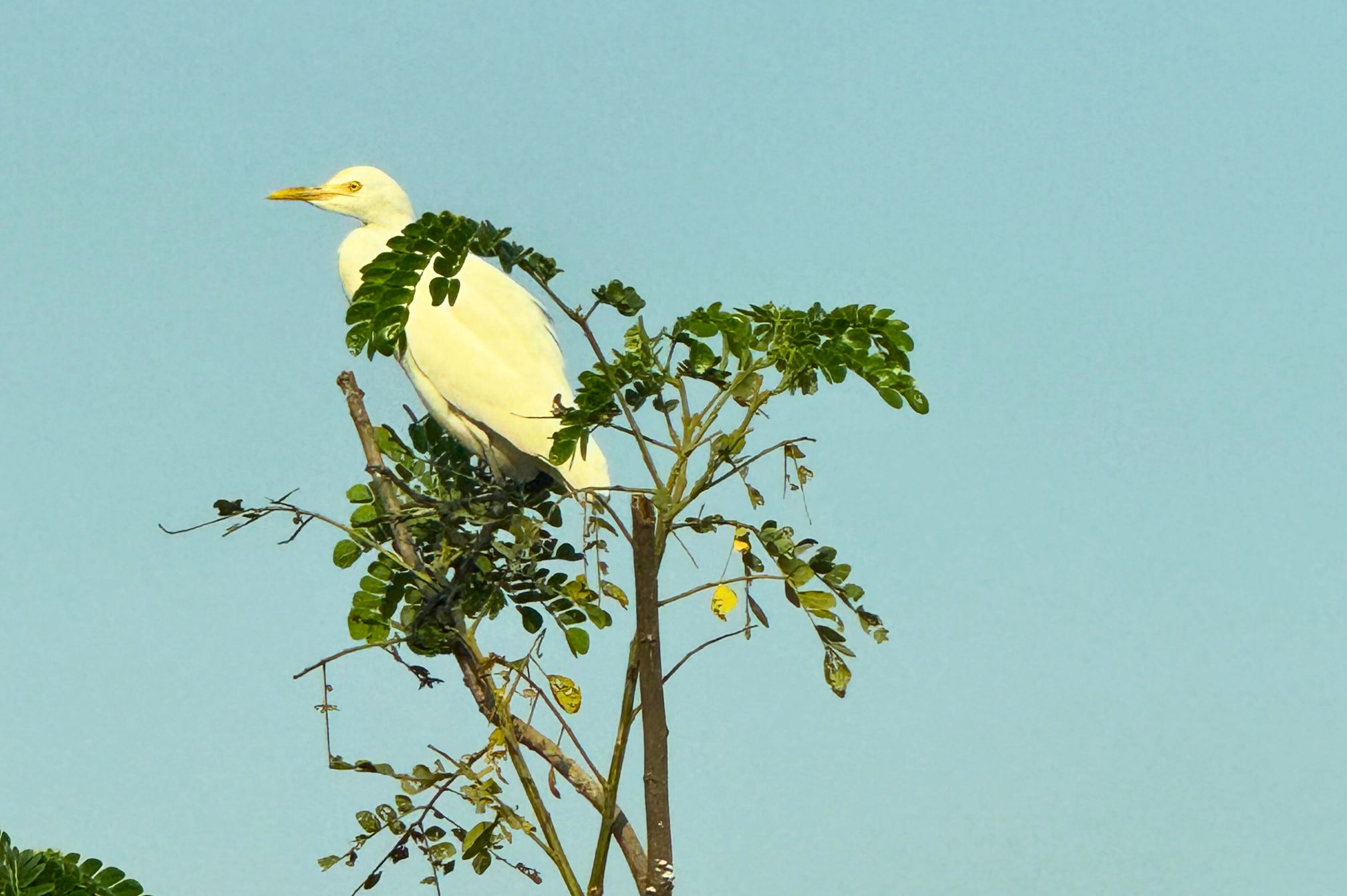 Egret perched atop a tree with clear sky background at Roadies Rostel ARC Resort