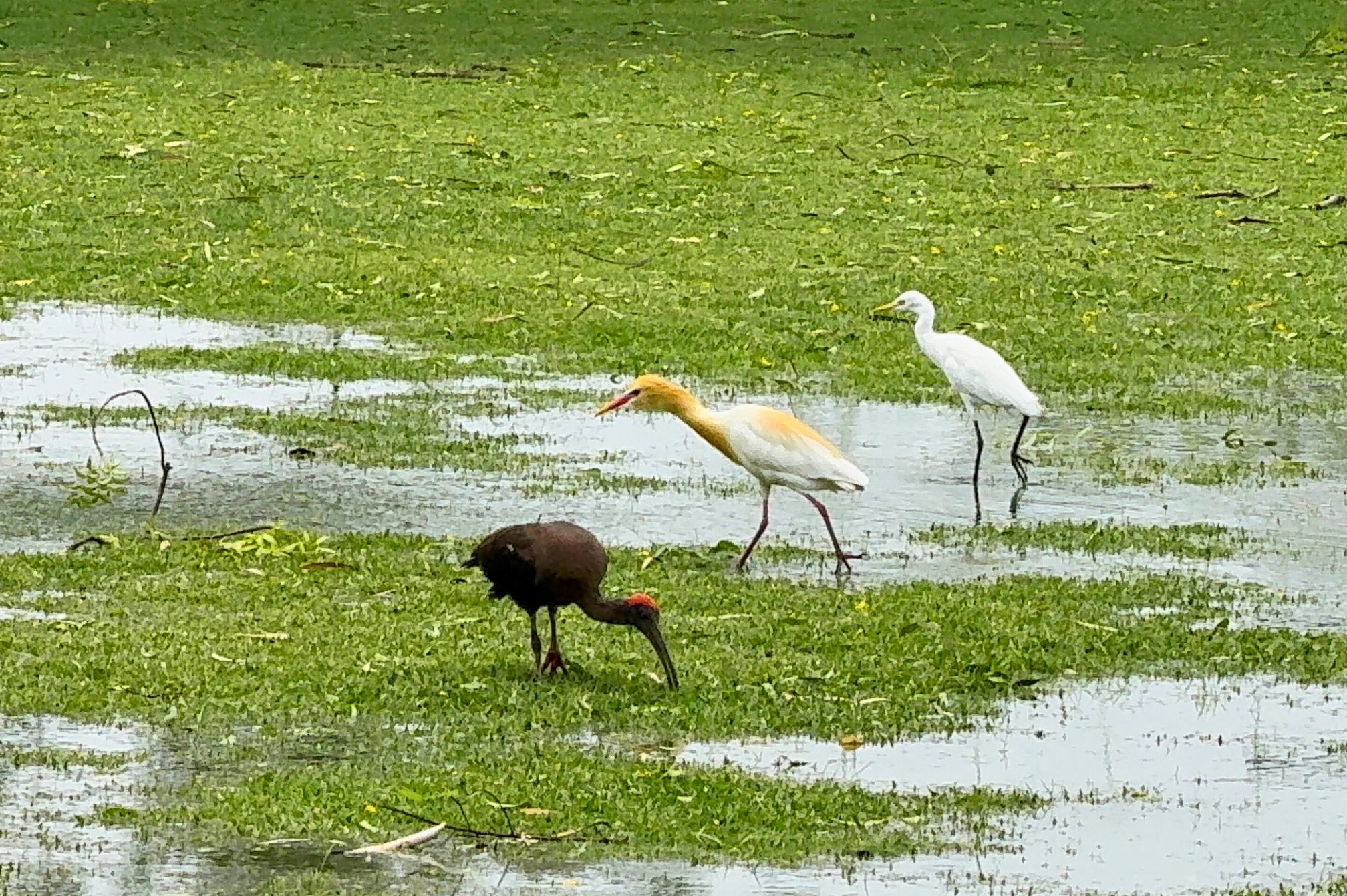 Ibis and egrets walking in shallow water on resort lawn near adventure park