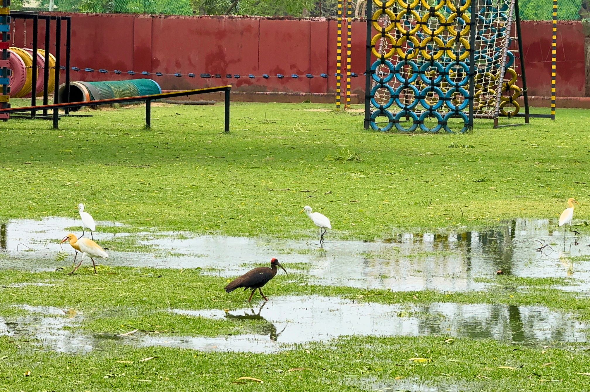 Scenic lawn with birds enjoying water after rain at nature-friendly resort near Ahmedabad