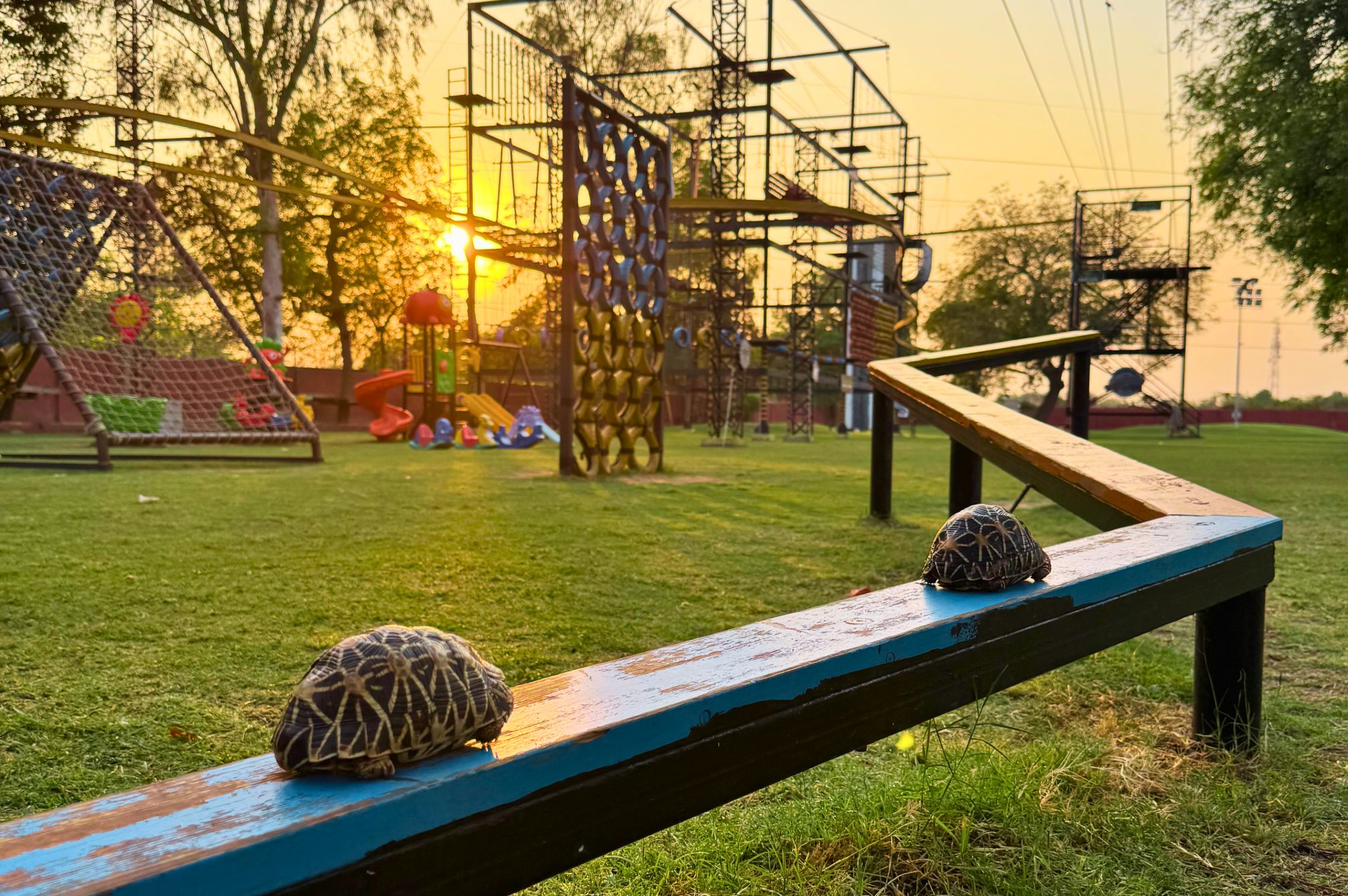 Tortoises on play rail at adventure park with sunset backdrop at Roadies Resort near Ahmedabad