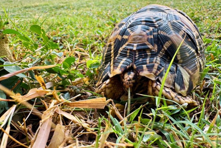 Indian star tortoise walking through grass in natural surroundings