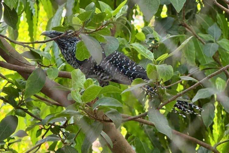 Spotted bird resting on a tree branch at Roadies Rostel ARC Resort nature area
